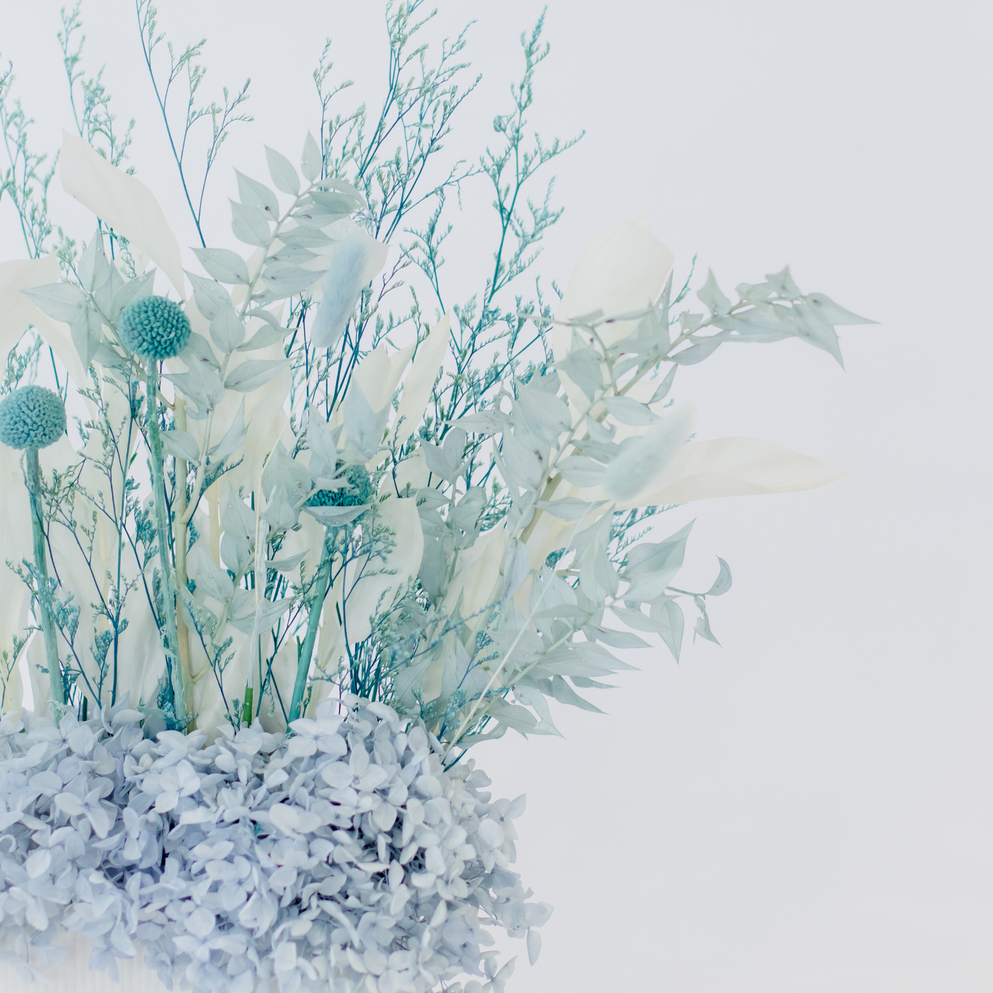 Large Dried Flower Blue Hervey Bay
