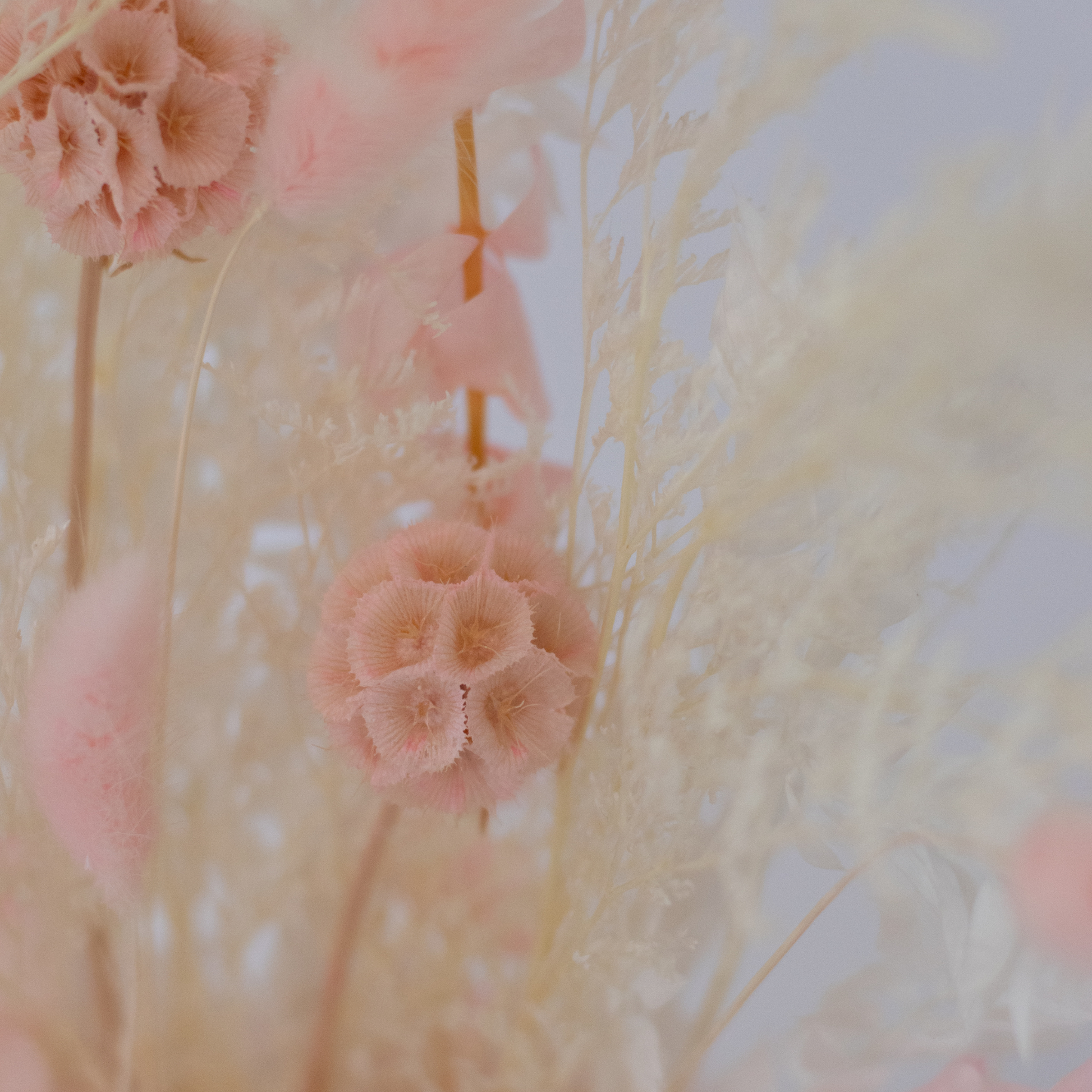 Large Dried Flower Pink Hervey Bay